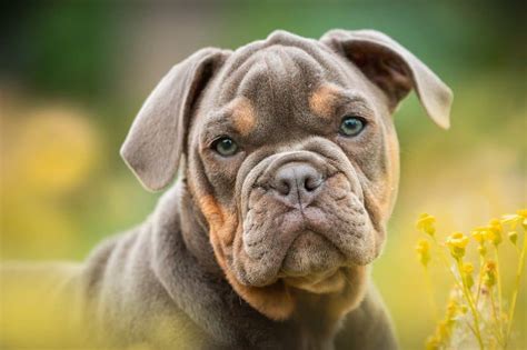 15 Types of Bulldogs: An Owner's Guide to Bully .